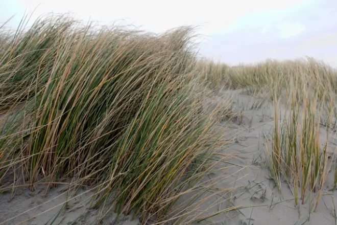 duinen